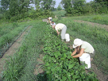 Kansas City CSA Coalition - NorthEast Kansas / NorthWest Missouri