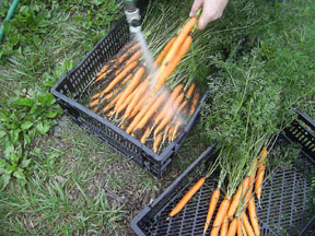 Kansas City CSA Coalition - NorthEast Kansas / NorthWest Missouri