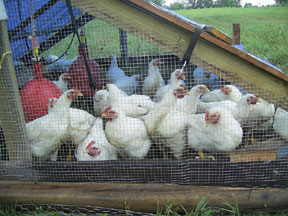 Kansas City CSA Coalition - NorthEast Kansas / NorthWest Missouri