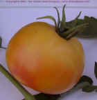 Livingston's Golden Queen Close-up