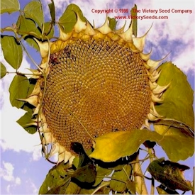 Giant Grey Stripe Sunflower - Helianthus annuus