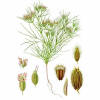 Cumin - Cuminum cymimun