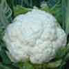 Early Snowball Cauliflower
