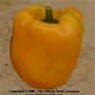 Golden California Wonder Bell Pepper - Victory Heirloom Seeds