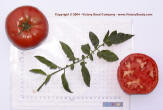 Red  Brandywine Heirloom Tomato Seed