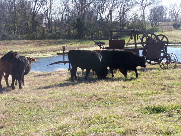 R & W Dexter Farm Raised Beef – Fort Scott, KS R & W Dexter Farm Raised Beef – Fort Scott, KS