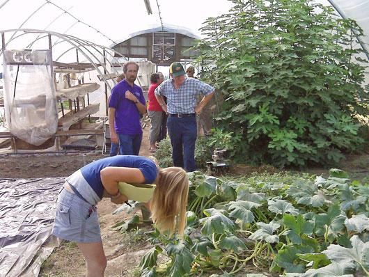 Whites Flies On Squash