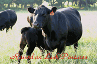 Cow and Calf at Kickin Bull Ranch