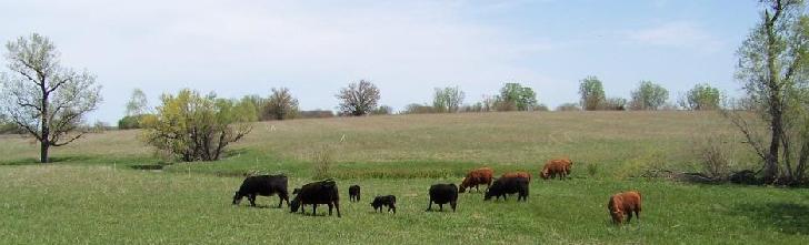 The image “http://www.janzenfamilyfarms.com/images/JFF_Cows_Calves_header_may_2008_cropped.jpg” cannot be displayed, because it contains errors.