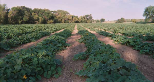 Pure Prairie Organic Farm / Pure Prairie Natural Foods - Norton, Kansas Pure Prairie Organic Farm / Pure Prairie Natural Foods - Norton, Kansas