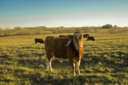 Breezy Hill Farm - Centerview, Missouri Breezy Hill Farm - Centerview, Missouri