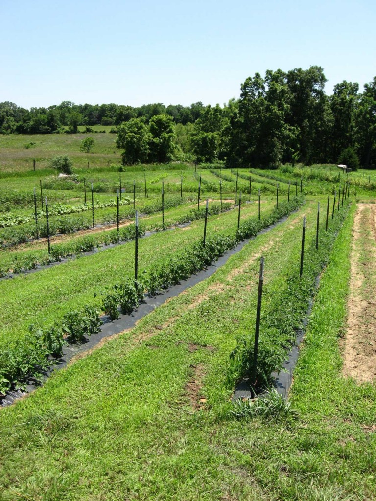 Spring Creek Farm (CSA) - Baldwin City, Kansas