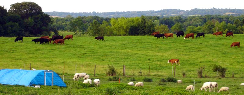 cowssheepchickens800w