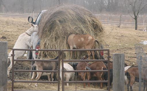 Simple-Food-Dairy-Goats-Hay - Paola, Kansas