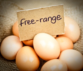 Free-Range-Eggs