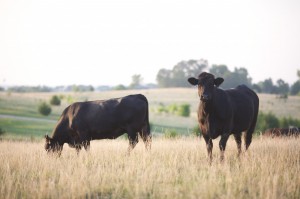 2LPasture-with-cows-1024x682
