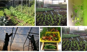 City Bitty Farm - KCMO City Bitty Farm - KCMO