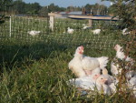 Campo Lindo Farms, Inc Campo Lindo Farms, Inc