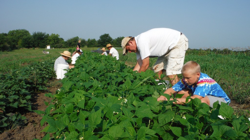 Fair Share Farm - Bean Harvest - Kearney, MO