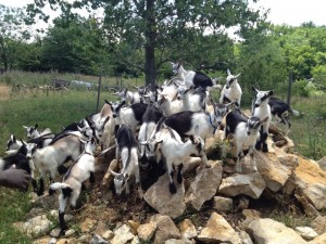 Landeria Goat King Of The Hill - Olathe, KS Landeria Goat King Of The Hill - Olathe, KS