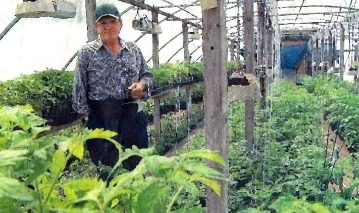 Natures Choice Tunnel Tomatoes Biodynamic Farming