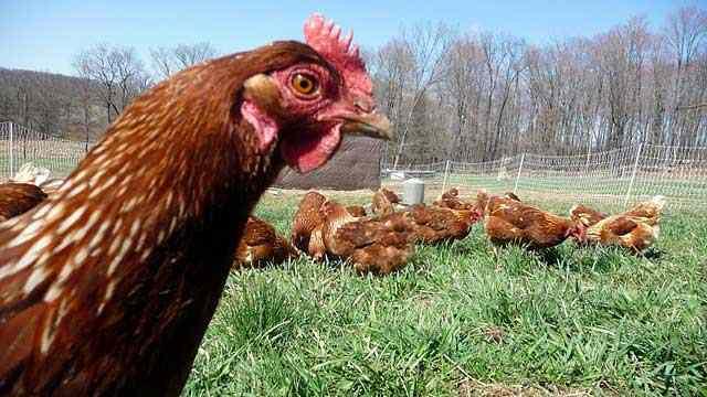 Windhaven Farms - Holt, MO Windhaven Farms - Holt, MO