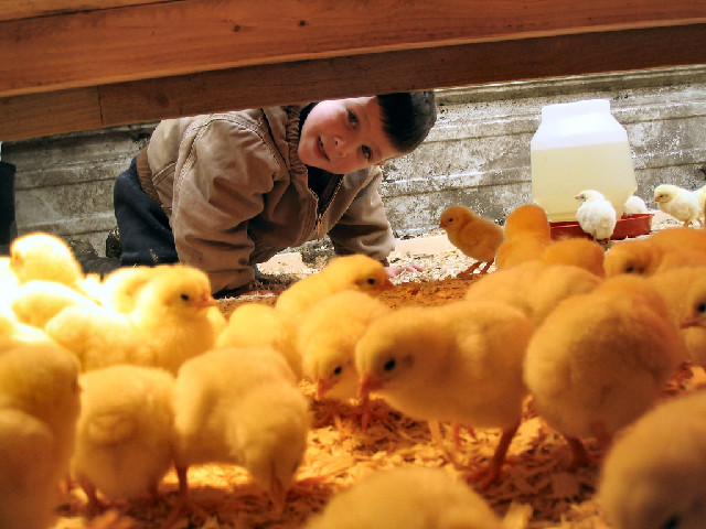 WindhavenFarms - Kearney, Missouri WindhavenFarms - Kearney, Missouri