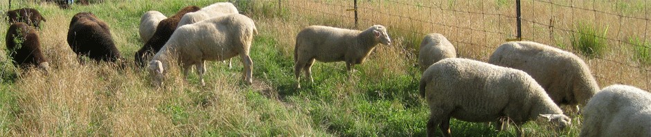 cropped-PinwheelHeaderWeb