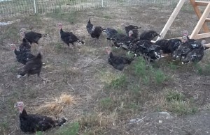 davidspasturedturkey2