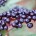 elderberry