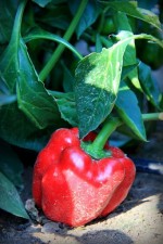 Blue Door Farm KC-Certified Organic