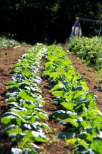 Blue Door Farm KC-Certified Organic