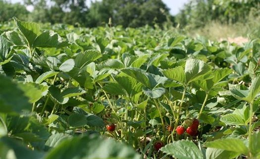 Strawberry fields forever!